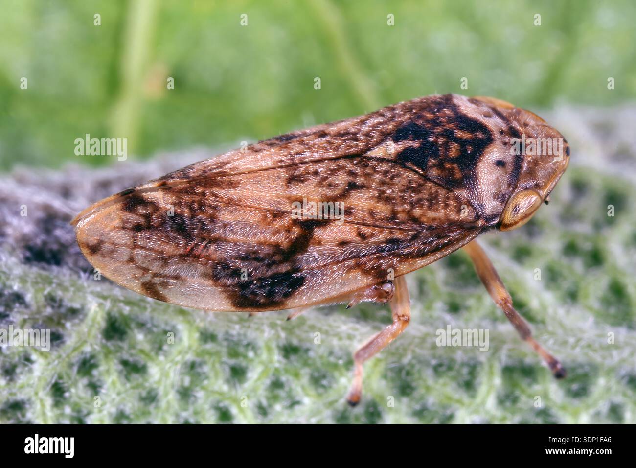 Philaenus spumarius, il froghopper del prato o spittlebug del prato, è una specie di insetto appartenente alla famiglia degli spittlebug Aphrophoridae. Foto Stock
