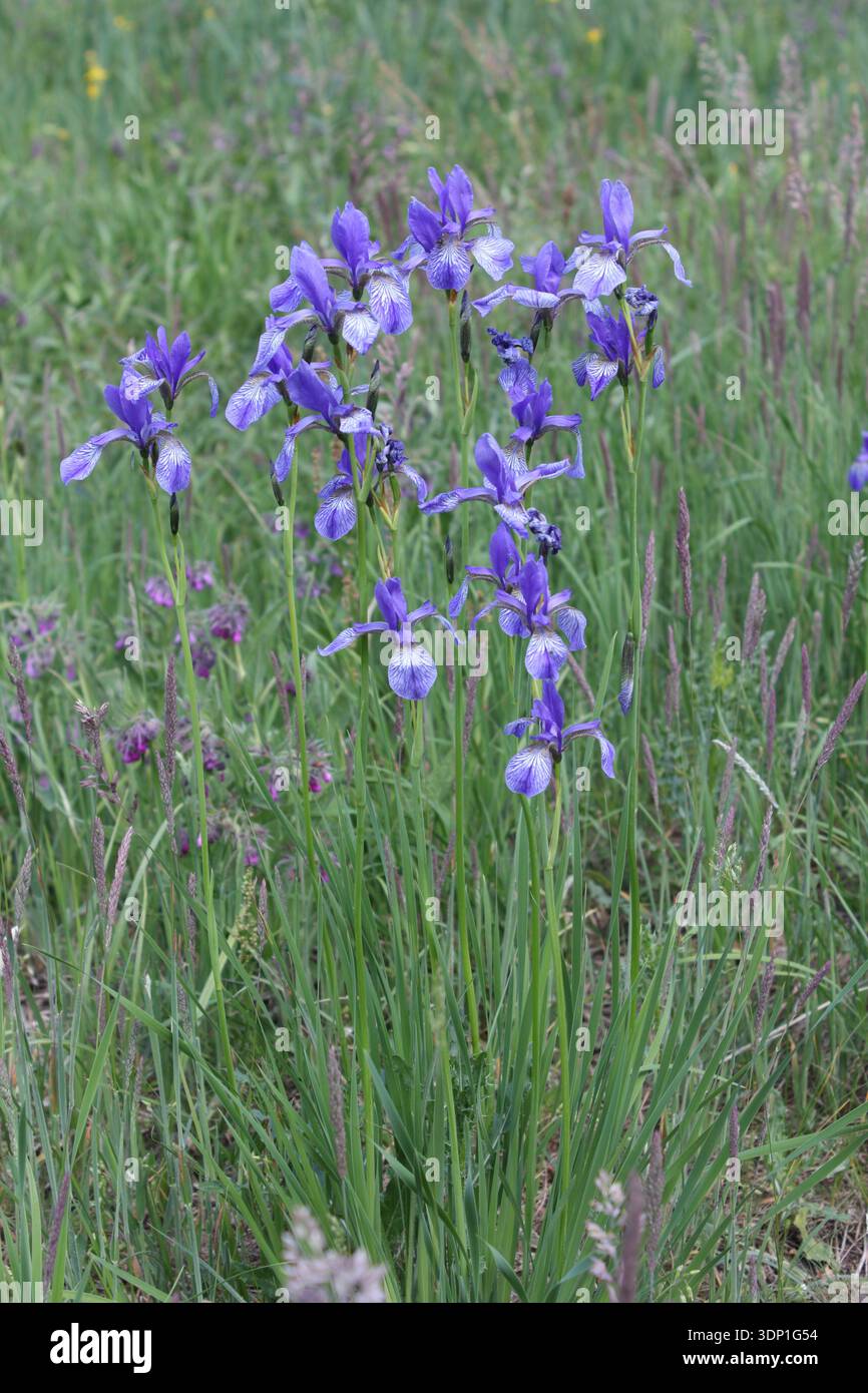 Iris siberiana, Iris sibirica. Una pianta che cresce selvaggia nelle radure forestali nella Polonia occidentale. Foto Stock