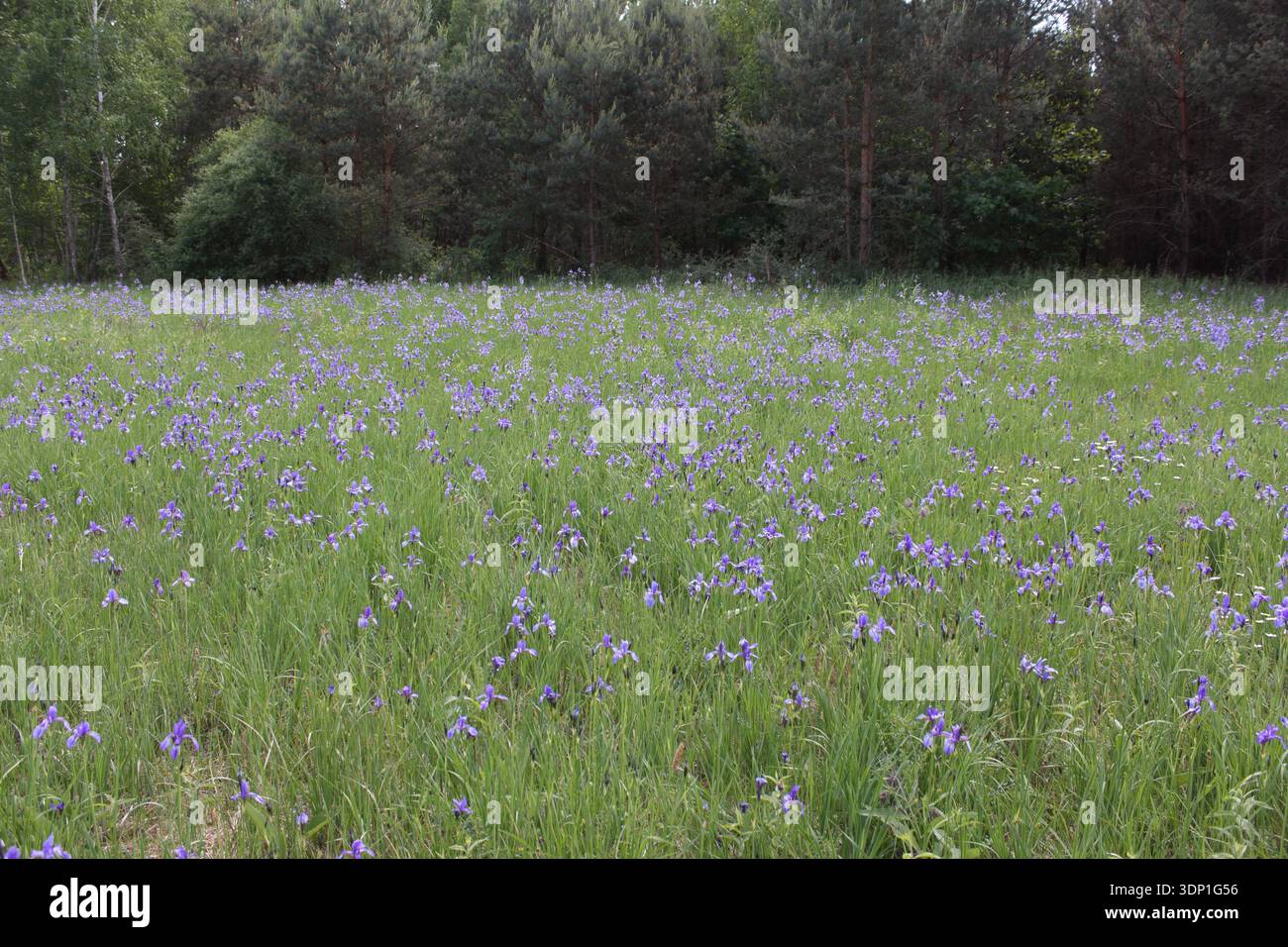 Iris siberiana, Iris sibirica. Una pianta che cresce selvaggia nelle radure forestali nella Polonia occidentale. Foto Stock