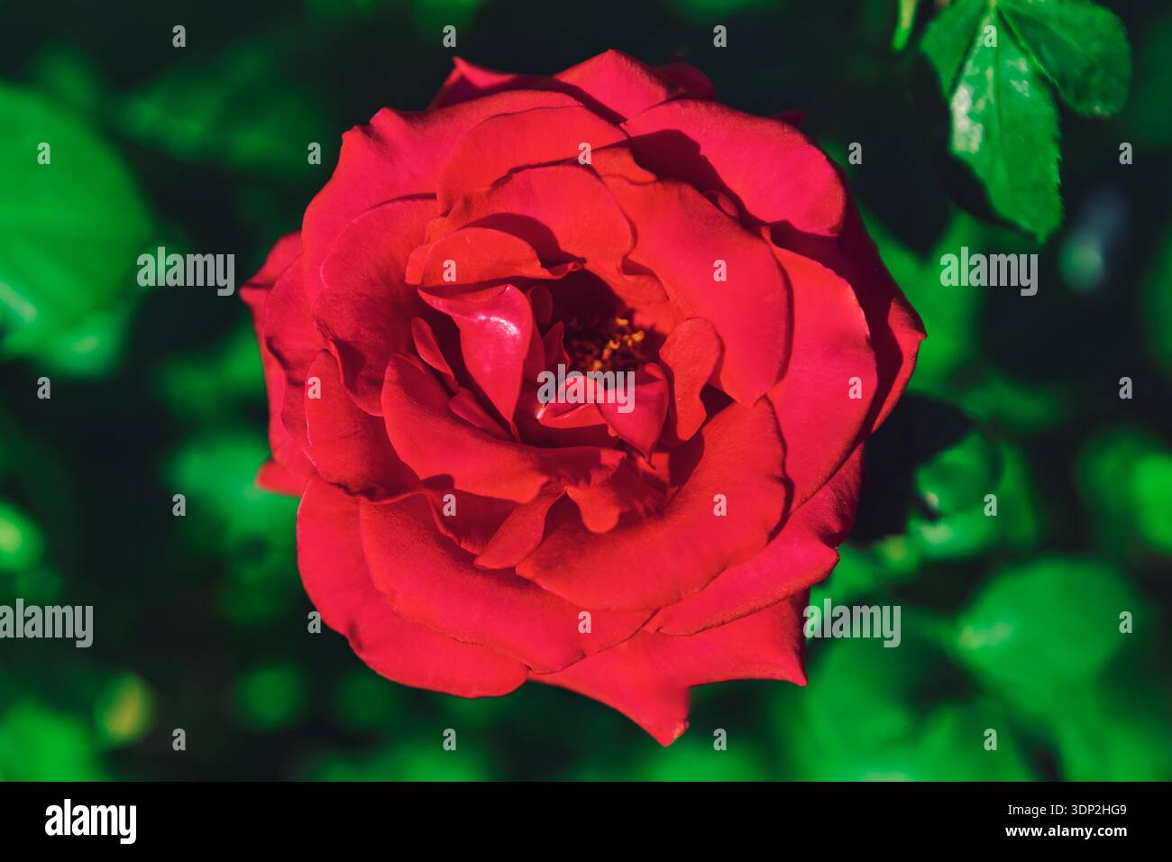 Rosa rossa con petali a strati in fiore che si illuminano su un verde lussureggiante. L'illuminazione migliora la consistenza, facendo apparire il fiore realistico e suggestivo Foto Stock