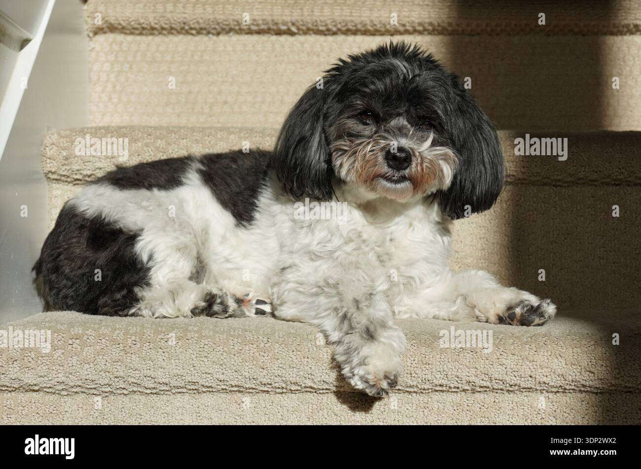 Un cane che riposa su un gradino crogiolandosi alla luce calda del sole Foto Stock