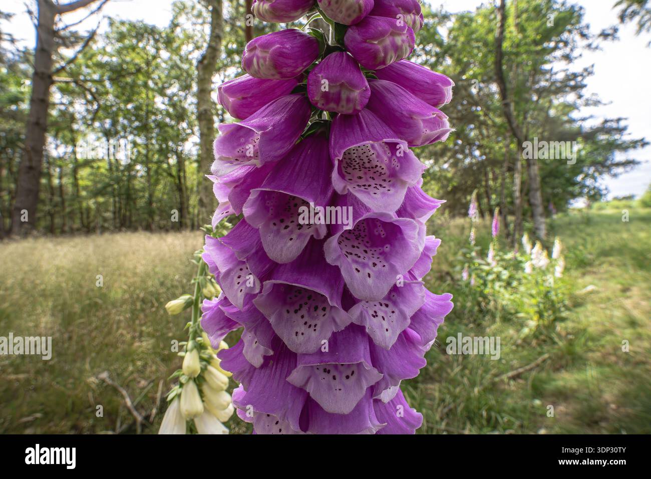 Comune foxglove (digitalis purpurea), fiore da vicino, variante bianca sullo sfondo, bassa Sassonia, Germania Foto Stock