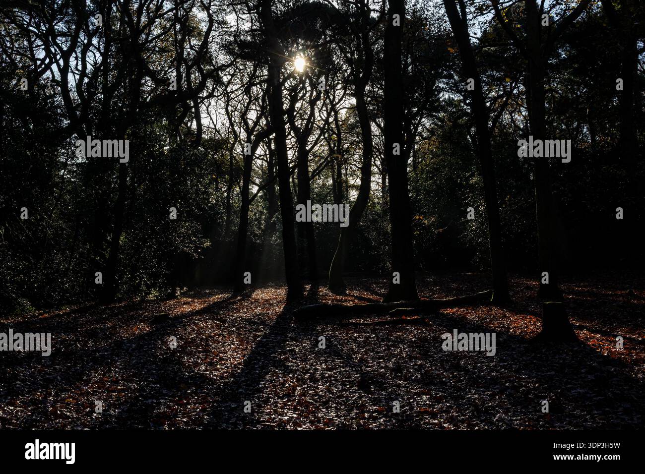 Il sole soffia attraverso alberi fitti che gettano lunghe ombre su un terreno boscoso coperto da foglie Foto Stock