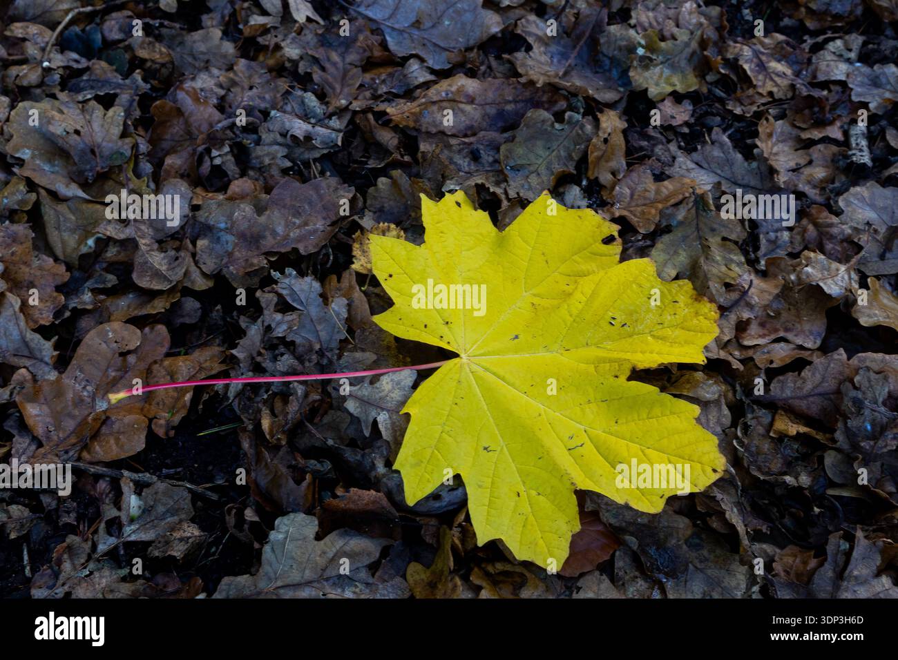Foglia di acero giallo vivace con stelo rosso adagiato su un letto di foglie di quercia marrone umido cadute sul fondo della foresta Foto Stock