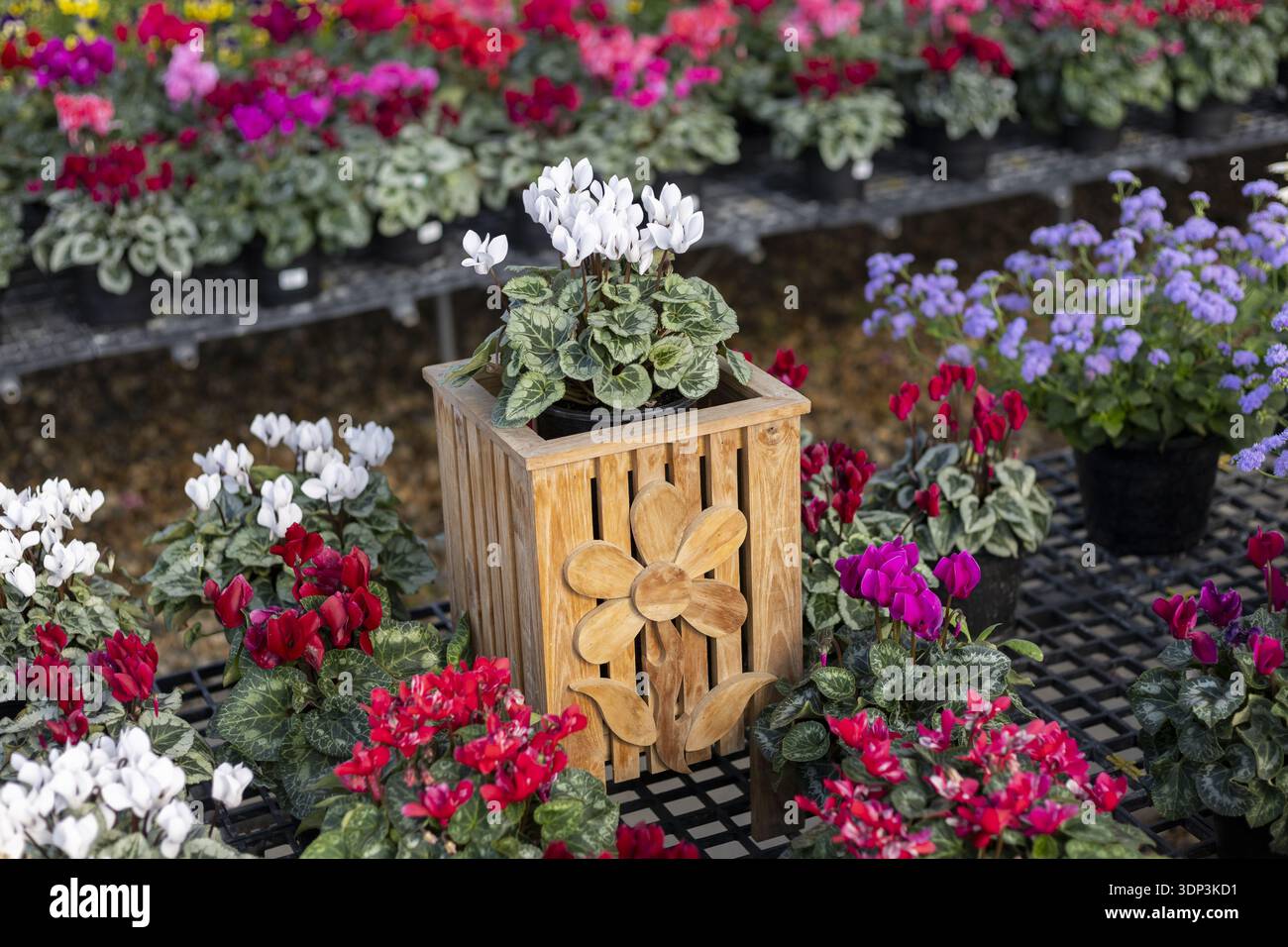 Allegro fiore di ciclamino bianco all'interno della decorazione della scatola di fioriera in legno. Circondato da molte piante colorate nel vivaio della serra, vivace scenario per lo sprin Foto Stock