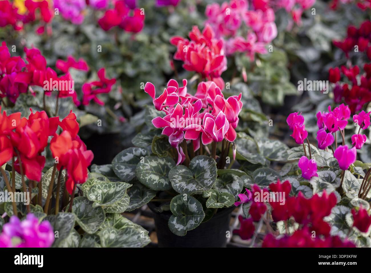 Splendidi fiori colorati ciclamini che fioriscono in giardino. vivace sfondo floreale rosa e rosso dal vivaio o dal mercato delle piante che crea allegria e vivacità Foto Stock
