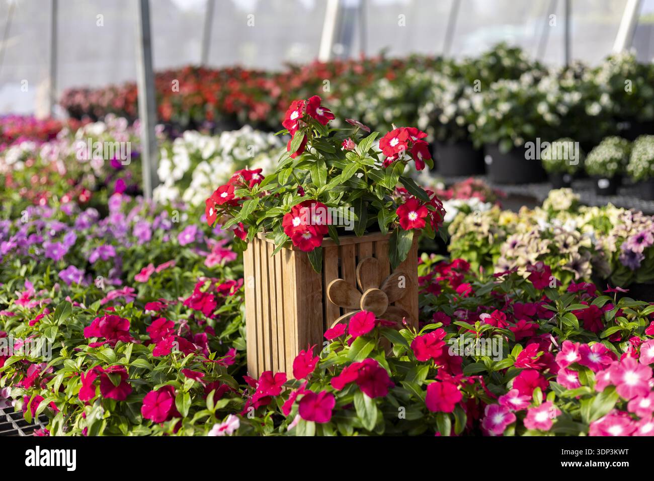 Bellissimo e colorato giardino di fiori all'interno della serra vivaistica. Le piante in fiore di petali rossi per un giardinaggio vivace creano un'atmosfera tranquilla e serena Foto Stock