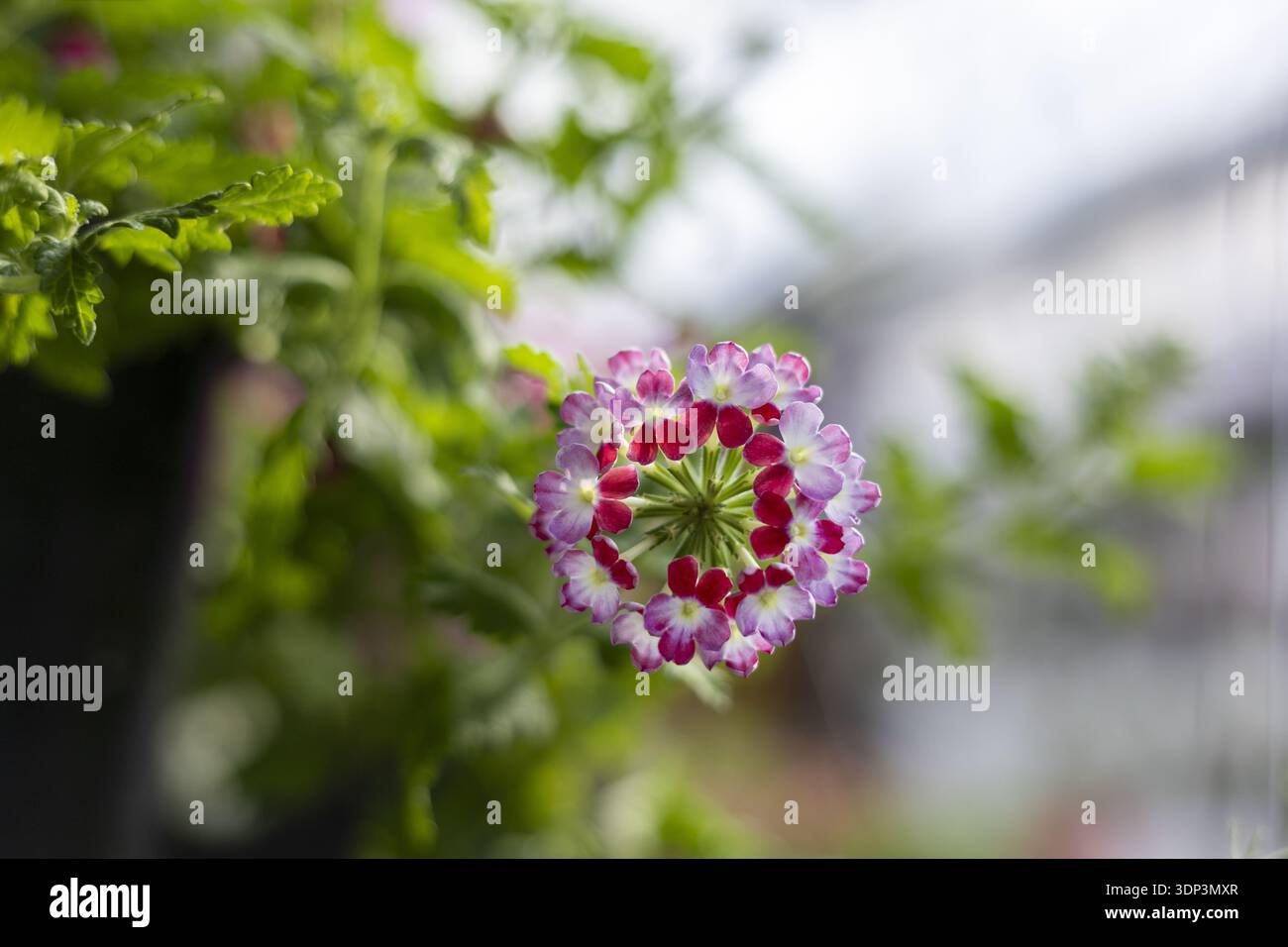 Delicato primo piano di vibranti fiori di verbena con petali viola, rossi e bianchi nel giardino primaverile. Splendidi esemplari botanici mostrano una bellezza intricata Foto Stock