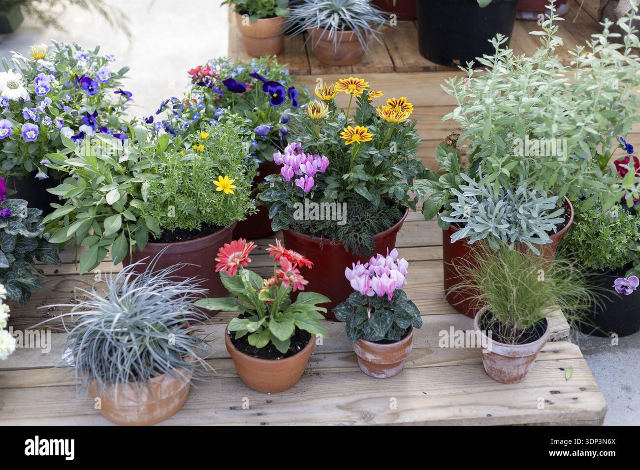 Variopinto assortimento di piante fresche e vasi di fiori in vendita presso il vivaio. Questo vivace spettacolo di botanica e oggetti essenziali per il giardinaggio evoca allegria Foto Stock