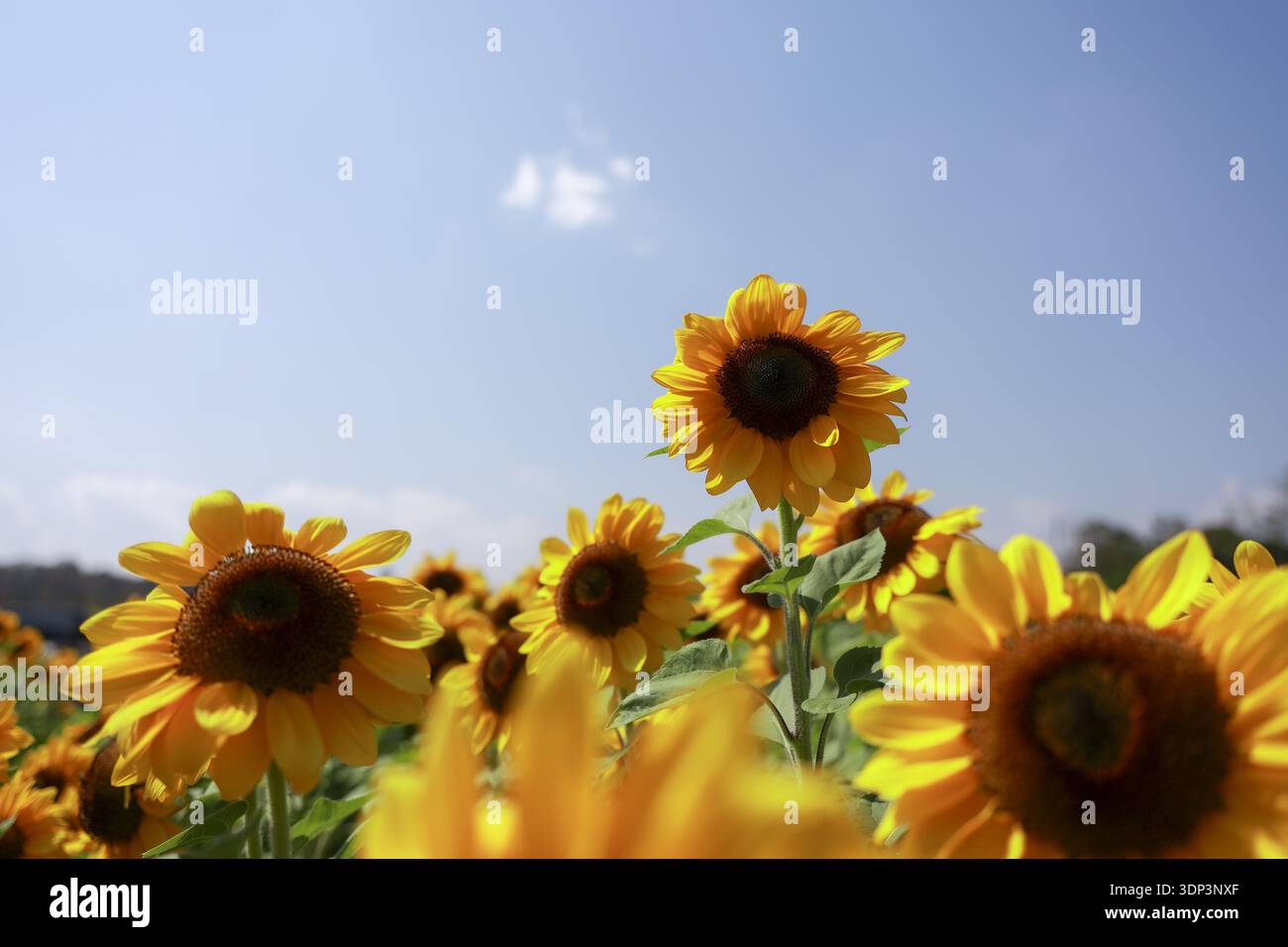 Allegro campo di girasoli gialli in fiore sotto un cielo estivo azzurro. Questo vivace sfondo naturale mostra crescita e calore, evocando sensazioni Foto Stock