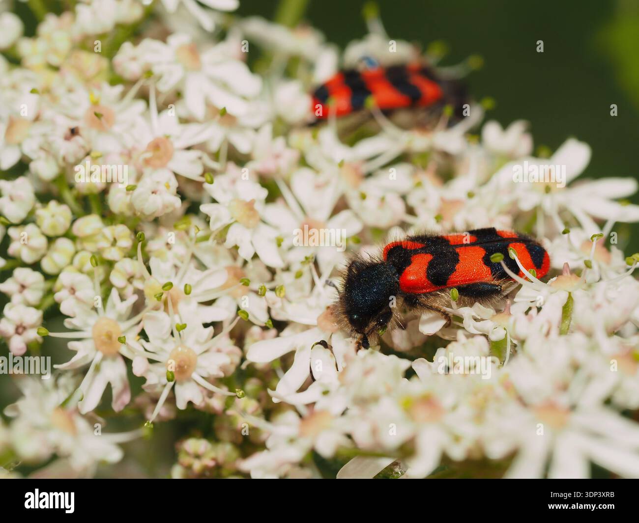 Coleottero dell'alveare (Trichodes alvearius) Foto Stock