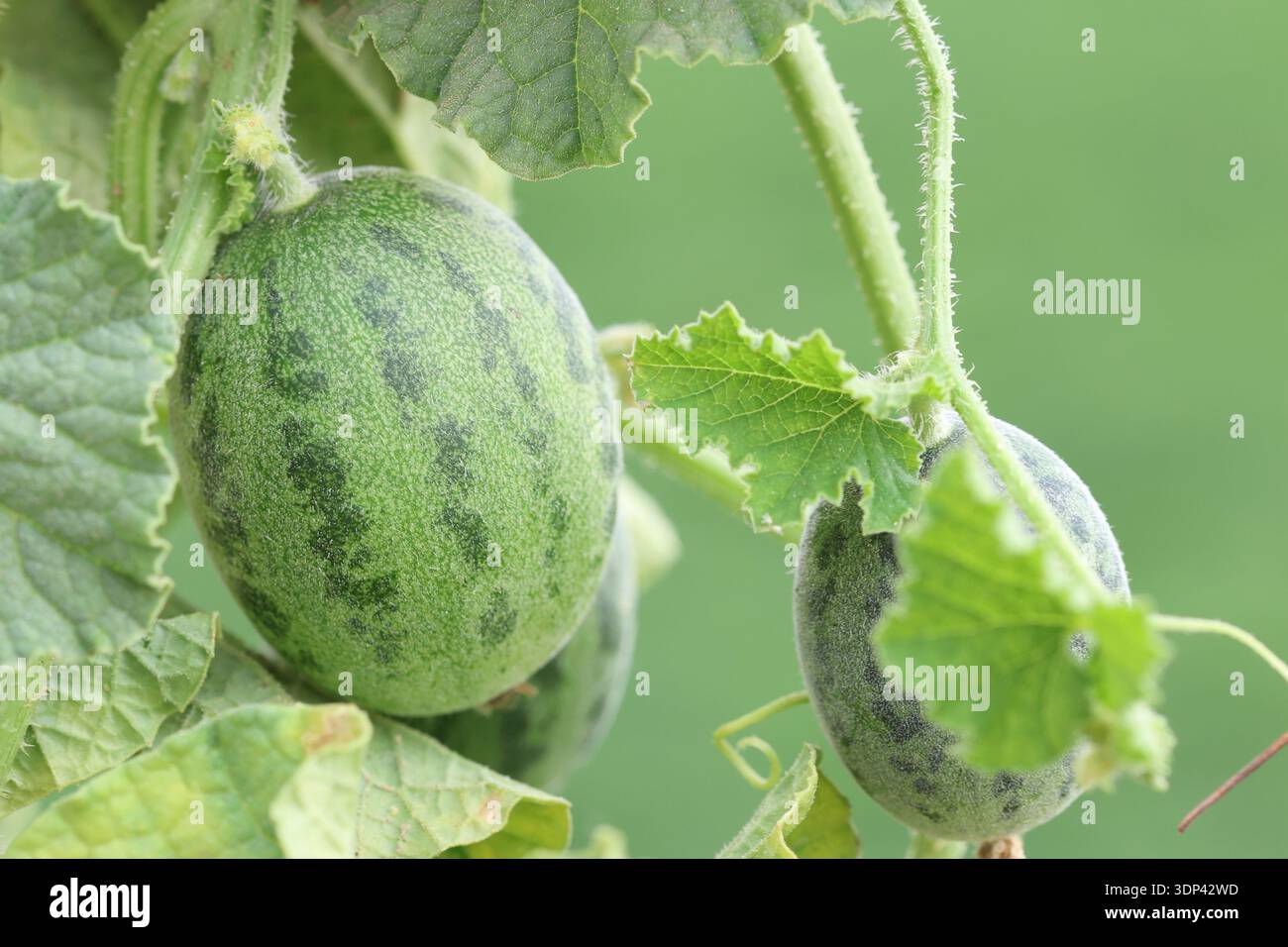 Cetriolo selvatico (Cucumis sativus var. hardwickii) Foto Stock