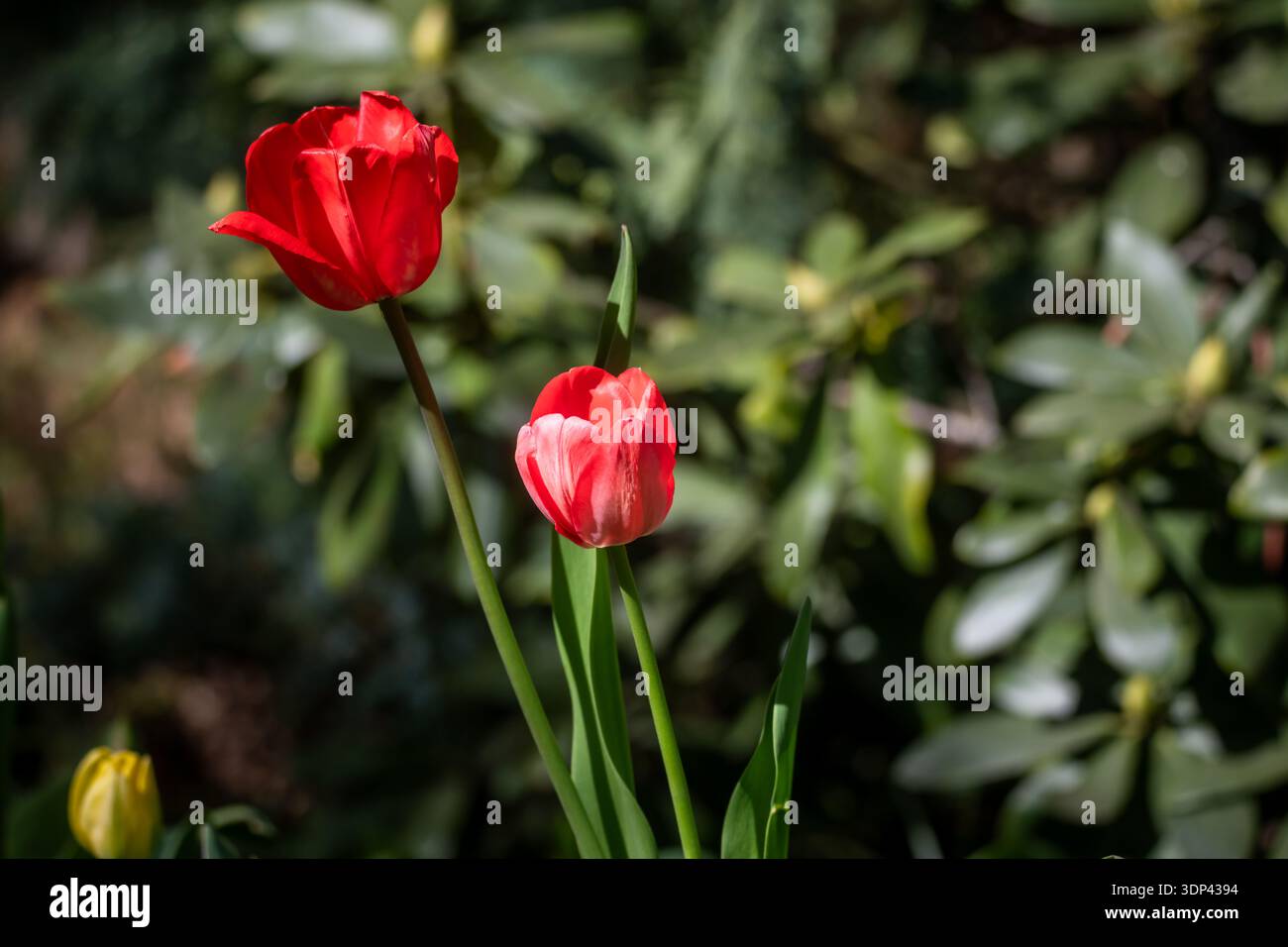 Due eleganti tulipani rossi che fioriscono in un giardino illuminato dal sole con sfondo verde scuro. Foto Stock