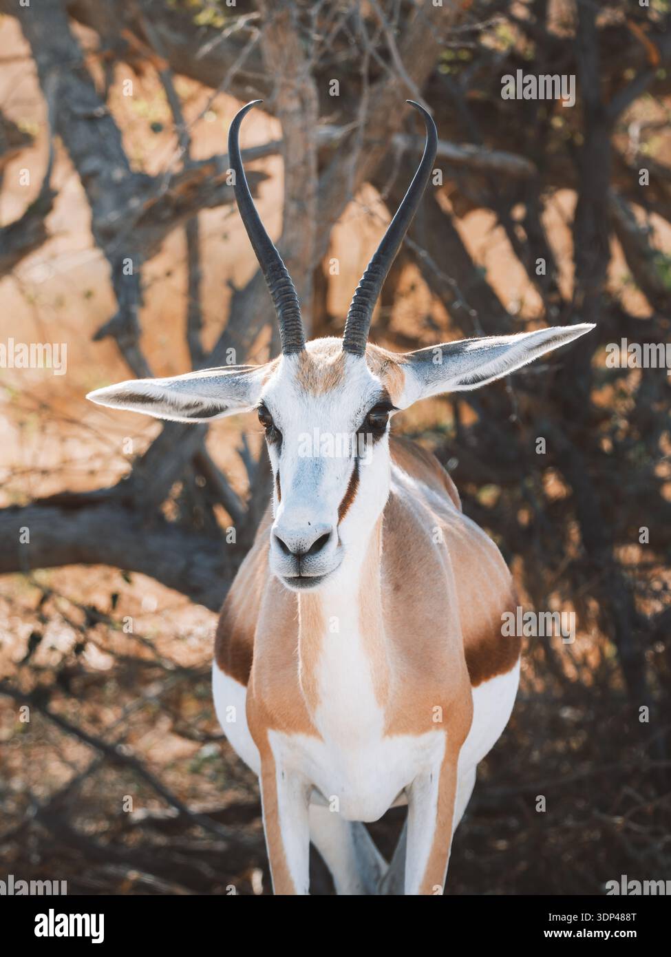 Veduta aerea di uno springbok che si erge maestosamente sullo sfondo del paesaggio arido di Etosha, con le sue corna che raggiungono il vasto cielo della Namibia, E. Foto Stock