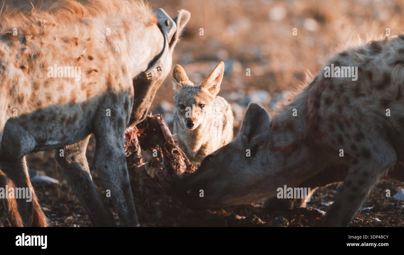 Vista aerea di uno sciacallo che osserva cautamente due iene che festeggiano la loro uccisione sotto il caldo sole della Namibia, il Parco Nazionale di Etosha, Namibia. Foto Stock