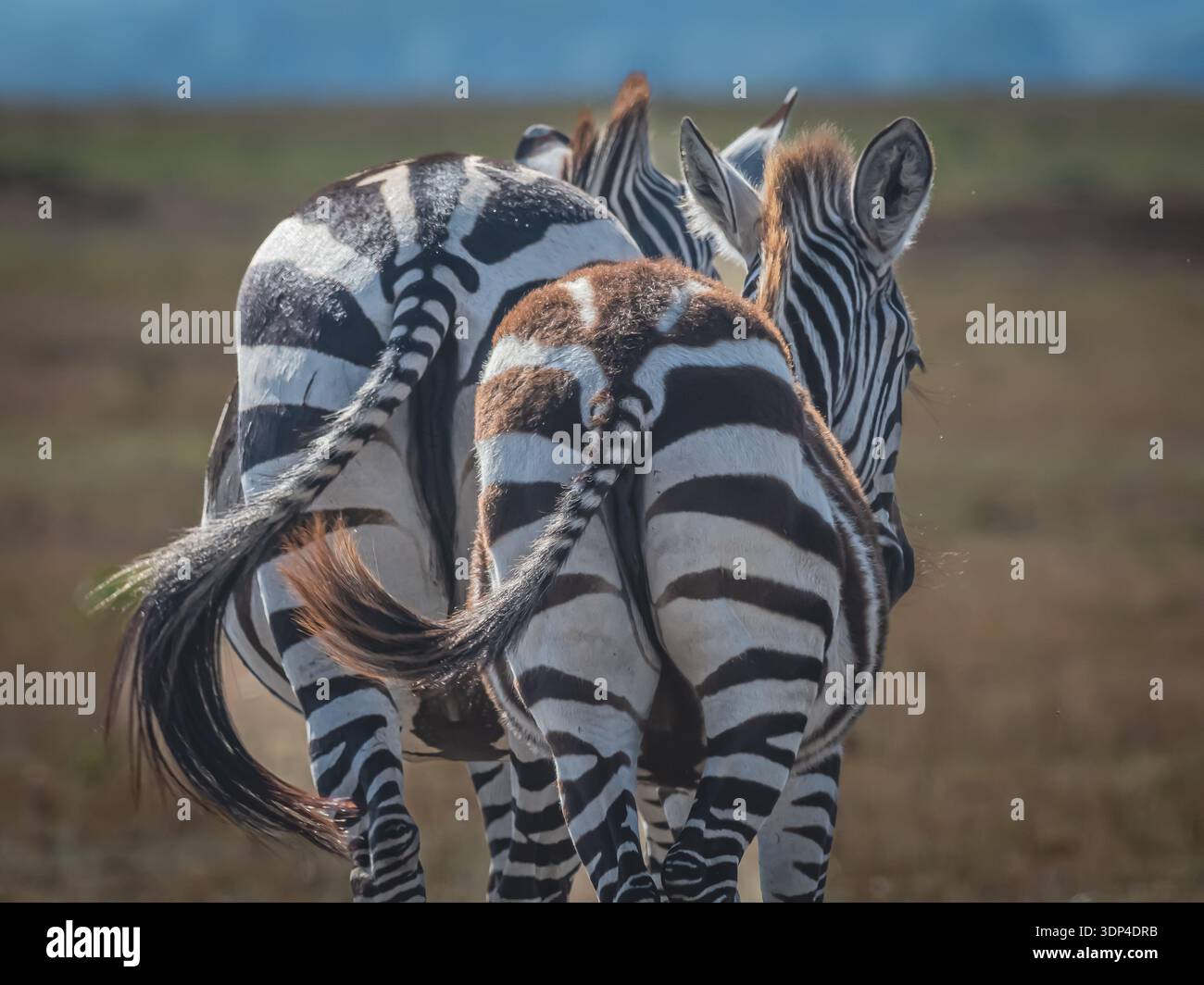 Due zebre selvatiche, dalla coda alla coda, che oscillano all'unisono per cercare un'area di alimentazione migliore sulle praterie africane. Foto Stock
