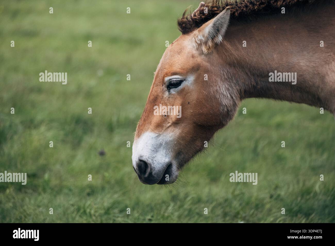 11 maggio 2024, riserva di Orenburg: Il giovane cavallo di Przewalski che riposa a terra ricciolato nell'erba. L'animale è elencato nel Libro Rosso. Foto Stock