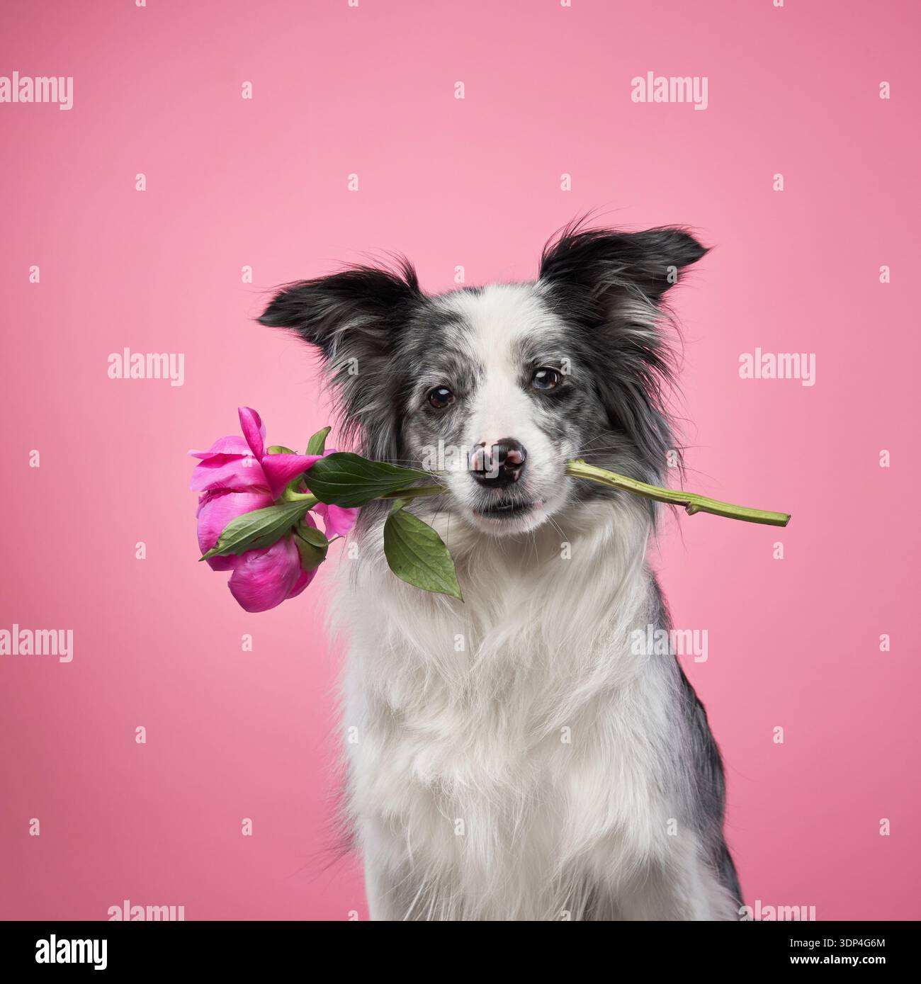 Un Border Collie tiene delicatamente un fiore rosa in bocca mentre posa su uno sfondo rosa. La combinazione di colori e illuminazione soffusa crea un Foto Stock