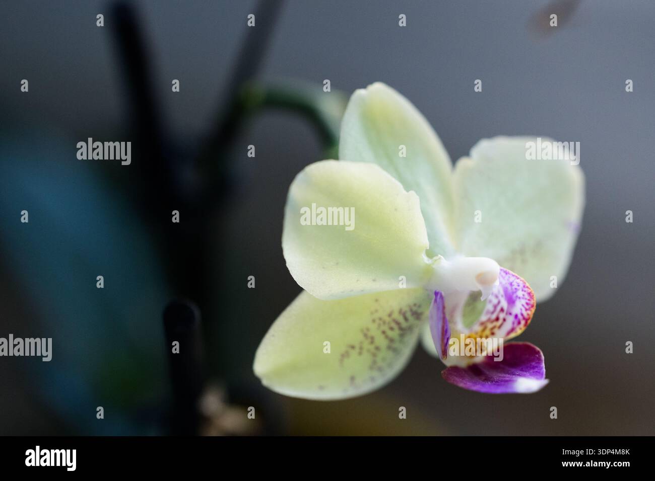 L'eleganza della natura: Un primo piano di Orchidea Beauty Foto Stock
