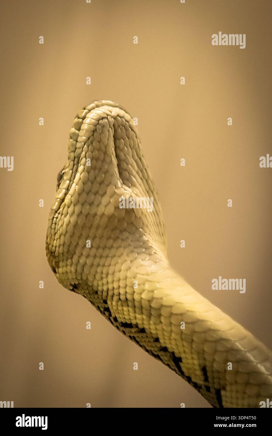 Jungle Carpet Python (Morelia spilota cheynei) insolitamente fotografato dal basso per mostrare le scute e il mento. 05/2023 Foto Stock