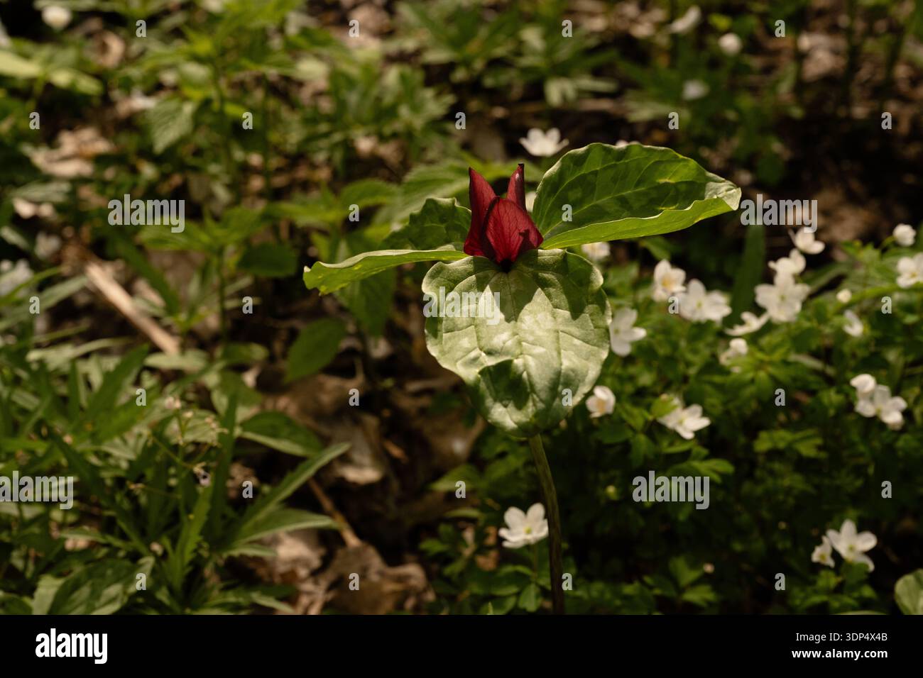 Un fiore di trillium rosso della prateria fiorisce in primavera Foto Stock