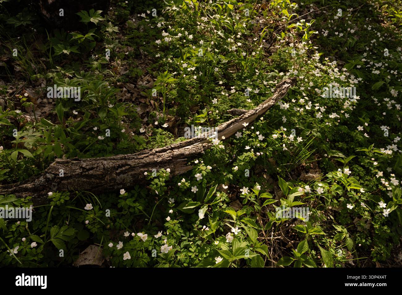 Piccoli fiori selvatici bianchi circondano il tronco di albero marrone caduto ricurvo Foto Stock