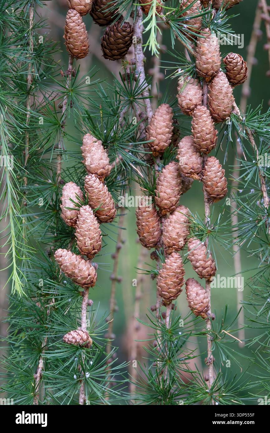 Larix decidua, larice europeo, conifere decidue, coni marroni, femmine all'inizio dell'estate Foto Stock