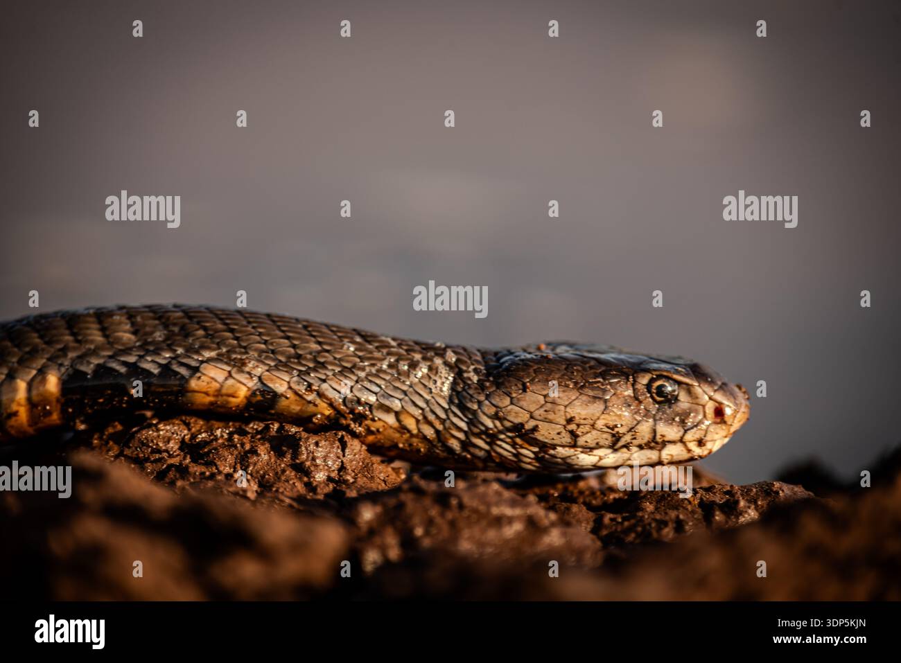 La mia guida aveva appena catturato questo giovane mozambico sputando cobra nella cucina del nostro Lodge. l'abbiamo liberato lateron, a pochi chilometri di distanza. Foto Stock