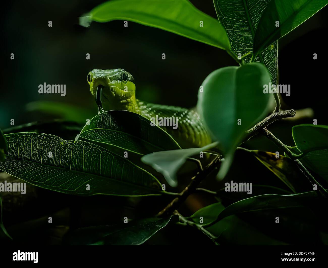Raccolta di serpenti e costrittori velenosi e non velenosi prelevati in Africa e in Europa negli zoo. Serpente verde allo zoo di Zurigo. Foto Stock