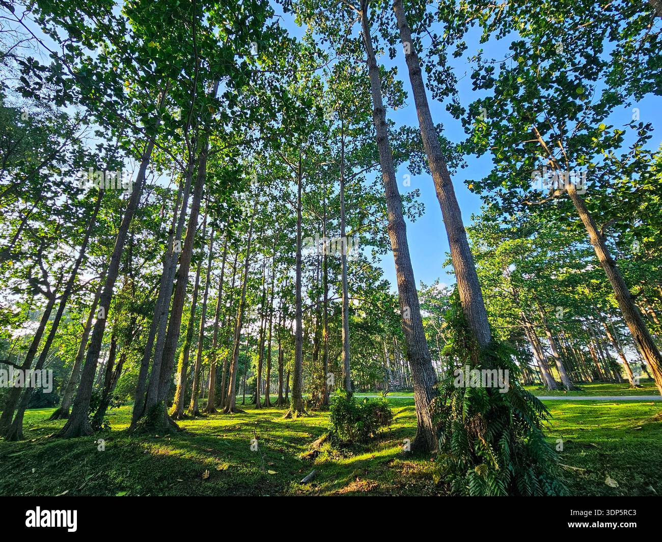 Foresta illuminata dal sole con alti alberi e sottopiani Mossy Green in un tranquillo paesaggio boschivo Foto Stock