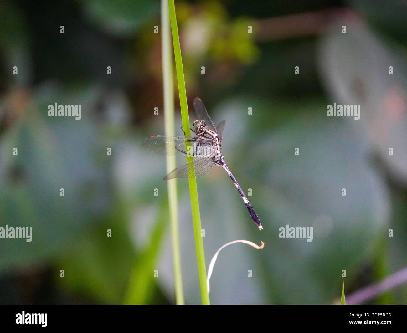 Dragonfly da vicino arroccata su una lama verde con ali trasparenti e anatomia dettagliata degli insetti Foto Stock