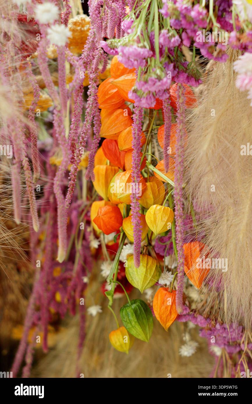 Fiori secchi appesi formano un'esposizione decorativa che include la pianta delle Lanterne cinesi, l'Amaranto rosa, la statiera rosa, la camomilla e l'erba ornamentale Foto Stock