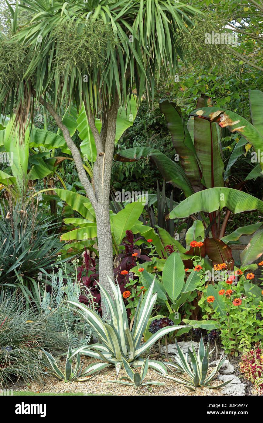 Giardino tropicale - Fascicularia bicolor, Agave americana, banana, Zinnia elegans, Tithonia rotundifolia, Agave attenuata, Aeonium Zwartkop, coleus Foto Stock