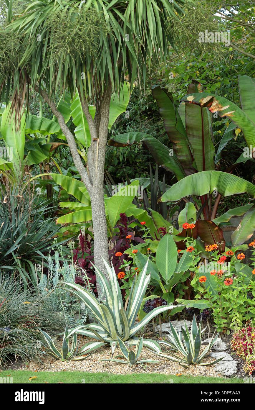 Giardino tropicale - Fascicularia bicolor, Agave americana, banana, Zinnia elegans, Tithonia rotundifolia, Agave attenuata, Aeonium Zwartkop, coleus Foto Stock