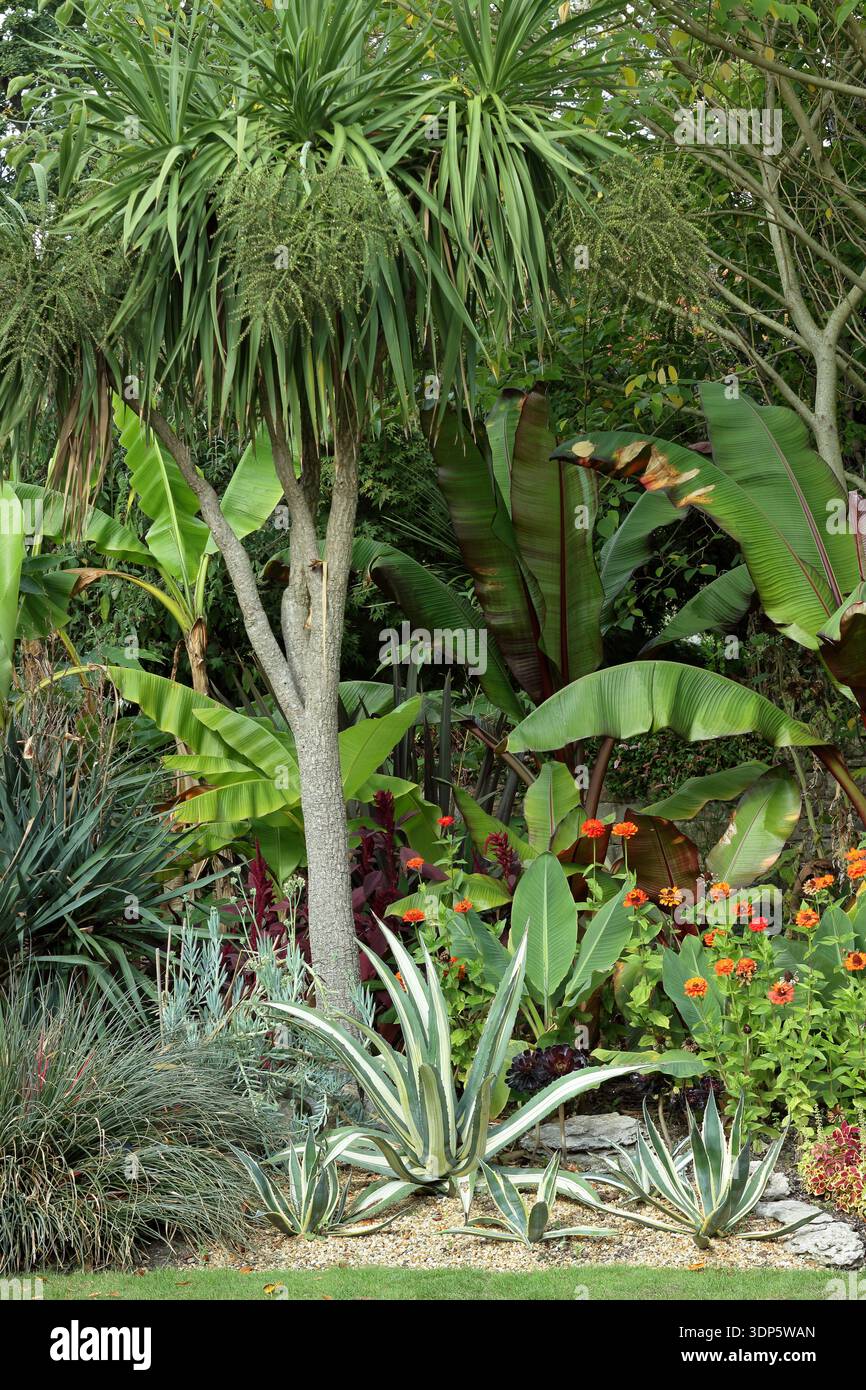 Giardino tropicale - Fascicularia bicolor, Agave americana, banana, Zinnia elegans, Tithonia rotundifolia, Agave attenuata, Aeonium Zwartkop, coleus Foto Stock