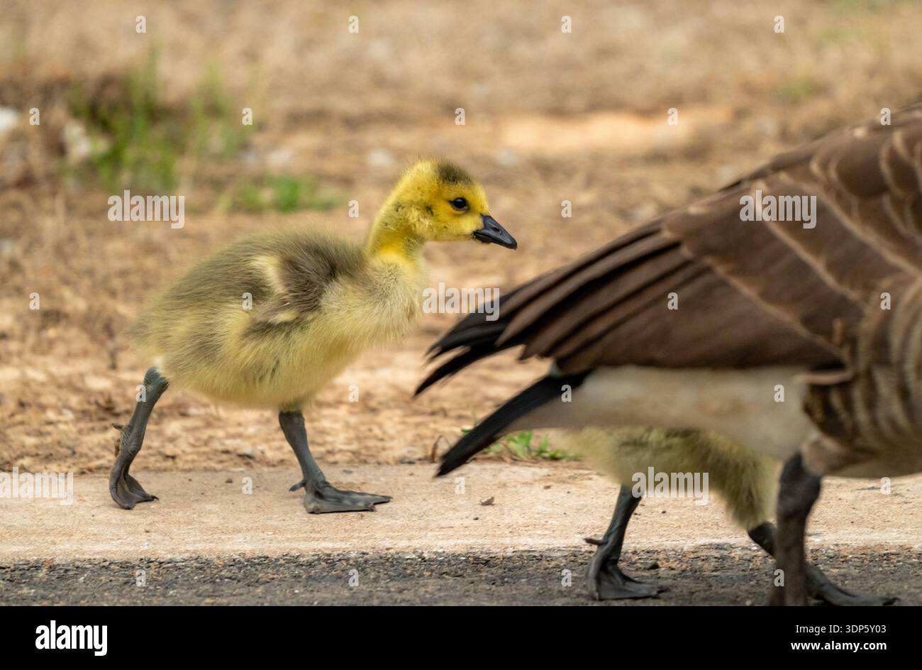 Canada Gosling Follow Mother on Roadside dopo la stagione della schiusa Foto Stock