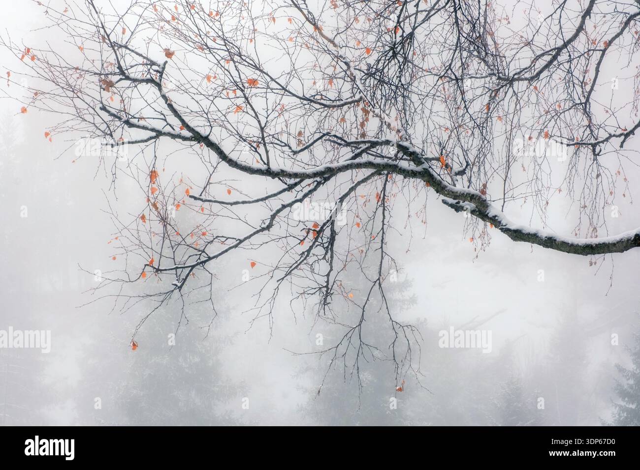 Sottili rami di betulla, spolverati con la prima neve, su uno sfondo di fitta nebbia bianca. Le singole foglie arancioni creano un tocco di colore vivace in un mini Foto Stock