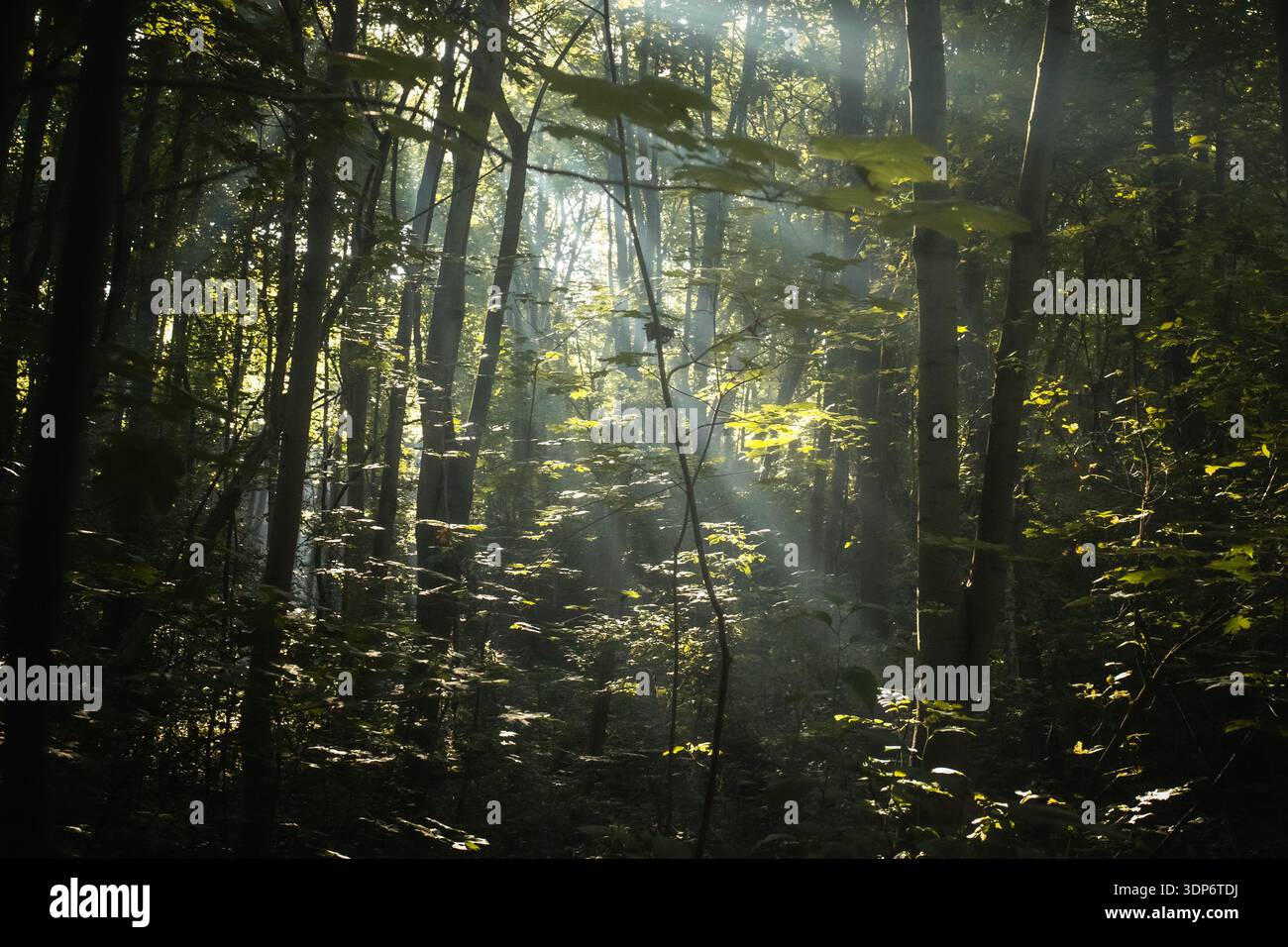 Il sole nel parco di Reduta Foto Stock
