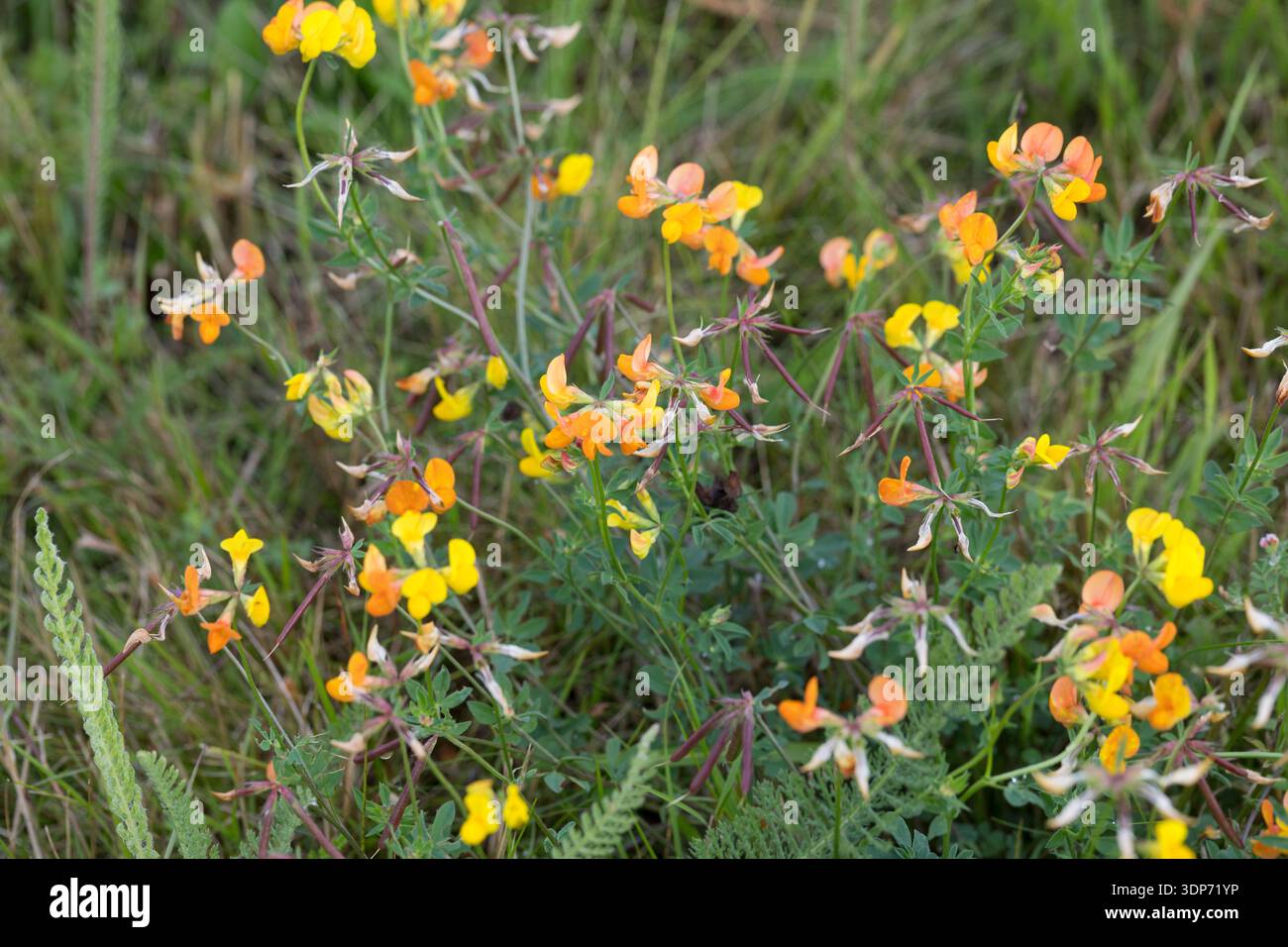 Gewöhnlicher Hornklee, Hornklee, Lotus corniculatus, Bird's Foot Trefoil, comune trefoil di uccelli, uova e pancetta, cervi di piedi di uccello, piede di uccello Foto Stock