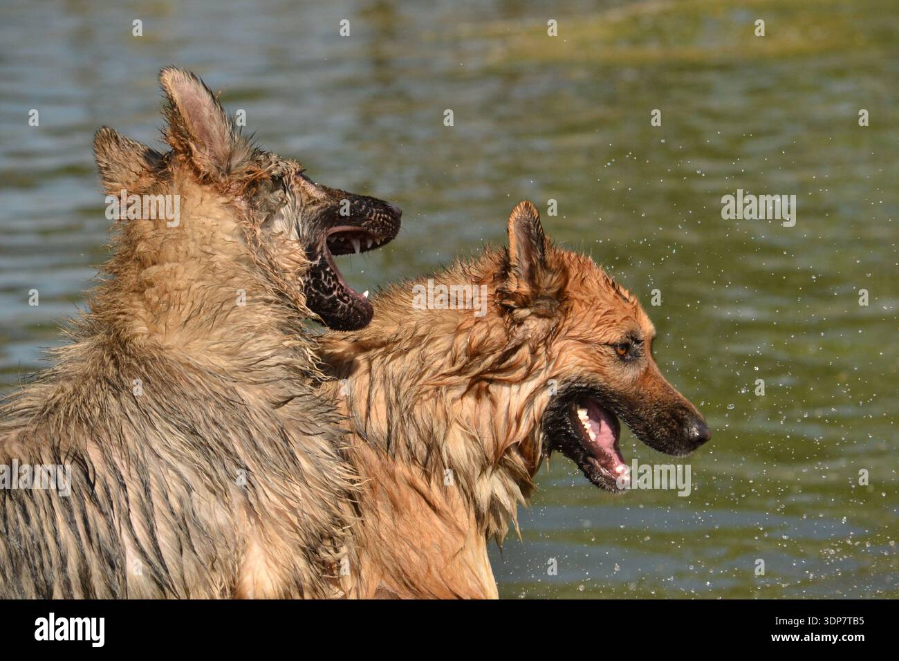 Due cani da pastore tedeschi dai capelli lunghi che giocano in acqua il giorno d'estate, scatenando l'azione da vicino Foto Stock