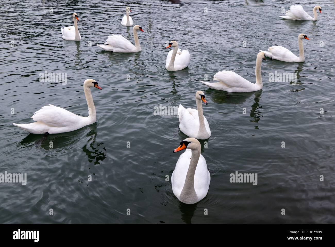 Un gruppo di cigni bianchi nuota insieme in un gregge su un fiume freddo, creando una tranquilla e tranquilla scena di fauna selvatica in inverno Foto Stock