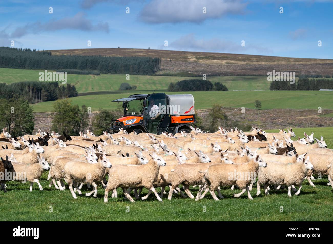 Agricoltore in un buggy 4x4 che raccoglie un gregge di pecore Cheviot in un pascolo. Scottish Borders, Regno Unito. Foto Stock