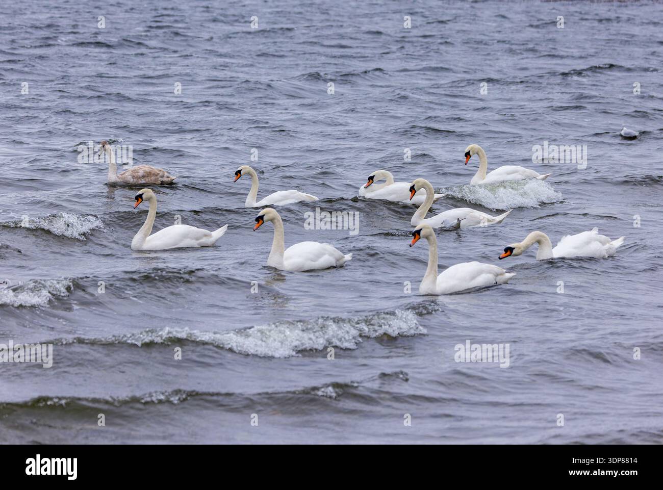 Una miriade di nove cigni muti "Cygnus olor" nuotano nelle fredde e instabili acque del lago "Lough Ennell" in condizioni di tempesta. Graziosi uccelli con piume bianche. Irlanda Foto Stock