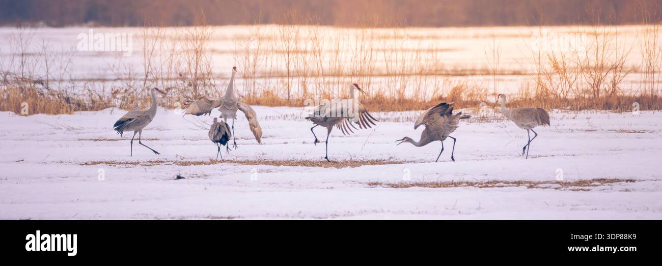 Sei gru di sabbia fanno il loro corteggiamento mentre riposano vicino al Muscatatuck National Wildlife Refuge sulla via del ritorno a nord. Inchinarsi e ballare Foto Stock