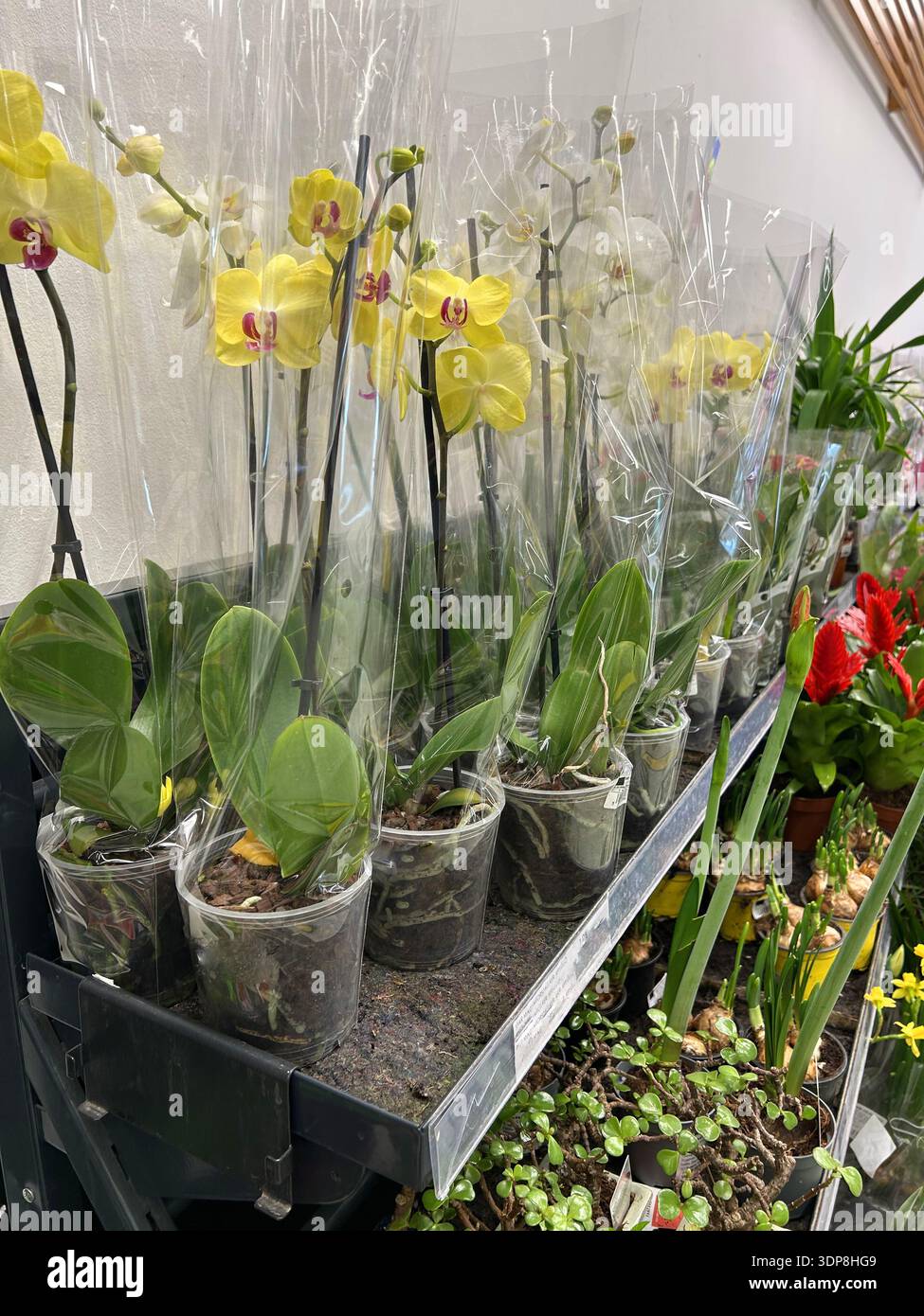 Foto in primo piano verticale delle orchidee gialle di phalaenopsis in maniche di plastica sullo scaffale del supermercato. Esposizione di fiori e piante di orchidea in fiore Foto Stock
