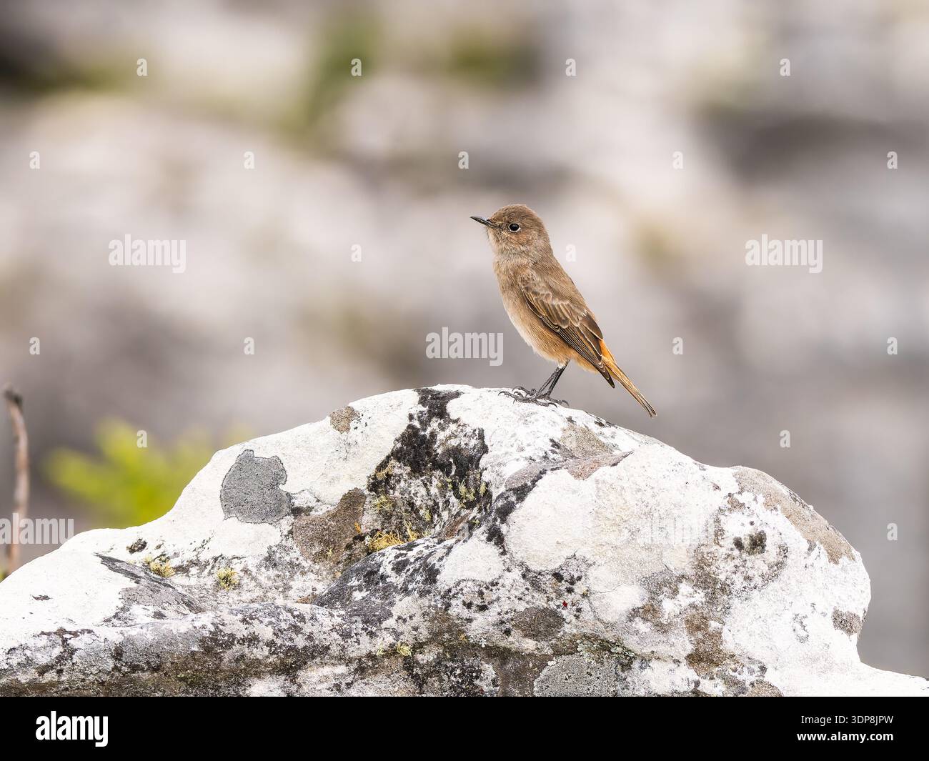 Una chiacchierata familiare, Oenanthe familiaris, arroccato su una roccia. Foto Stock