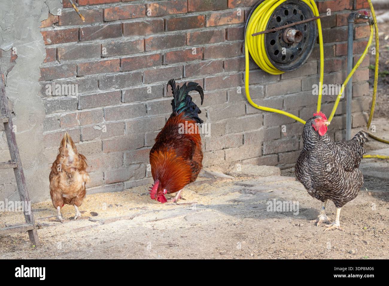 Un gallo colorato e due galline fanno chinare il grano su un cortile verdeggiante accanto a una parete di mattoni intemprata e a un tubo flessibile giallo, trasmettendo la vita rurale, poul Foto Stock