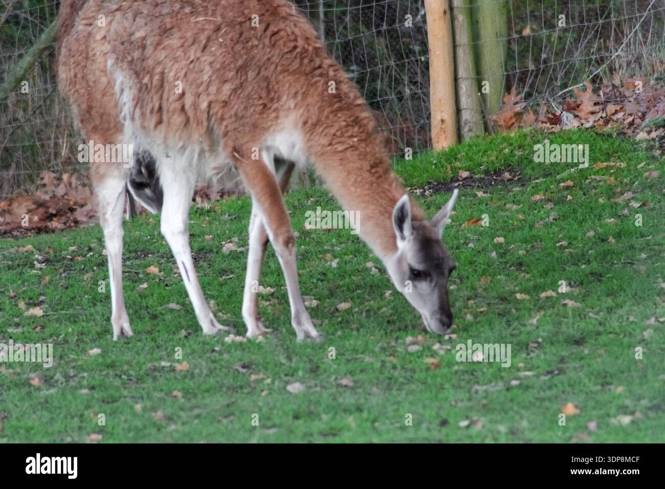 Il lama marrone lanugine si trova in un recinto verde recintato. Presenta colli lunghi e gambe sottili, tipici dei camelidi in uno zoo o in una fattoria. Foto Stock