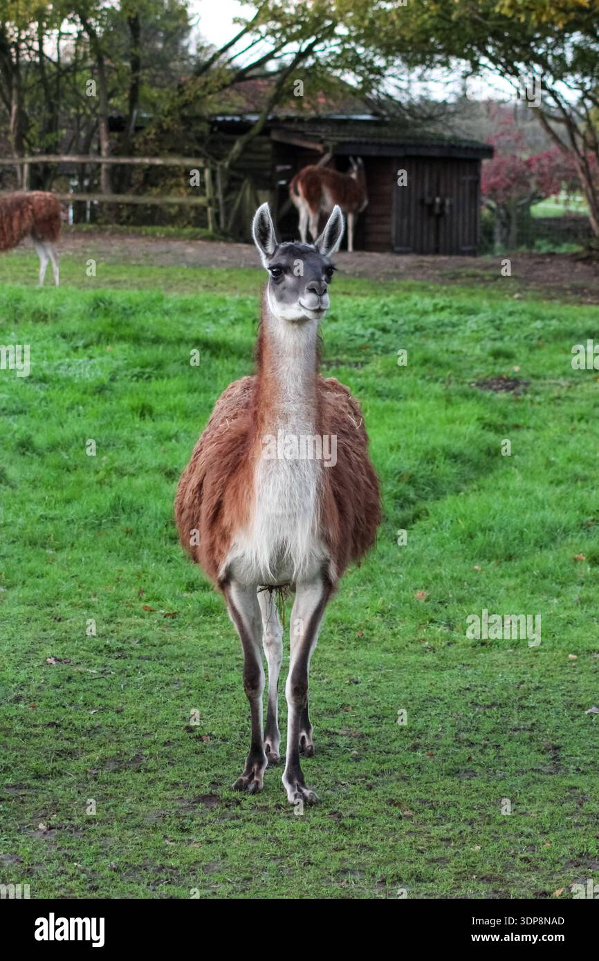 Il lama marrone lanugine si trova in un recinto verde recintato. Presenta colli lunghi e gambe sottili, tipici dei camelidi in uno zoo o in una fattoria. Foto Stock