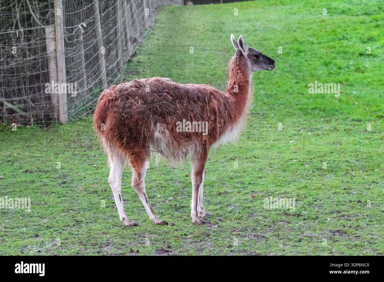 Il lama marrone lanugine si trova in un recinto verde recintato. Presenta colli lunghi e gambe sottili, tipici dei camelidi in uno zoo o in una fattoria. Foto Stock